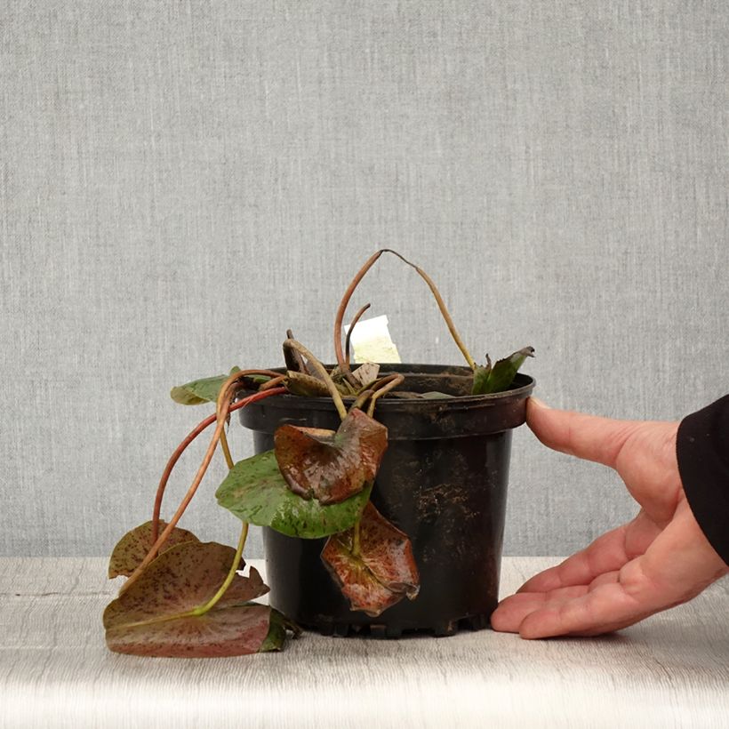 Exemplaar van Nymphaea Hal Miller - Waterlelie Pot van 1,5 l/2 l zoals geleverd in de lente