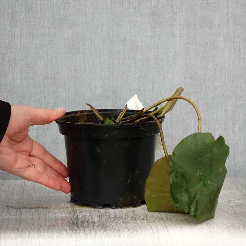 Exemplaar van Nymphaea Hermine - Waterlelie Pot van 1,5 l/2 l zoals geleverd in de lente