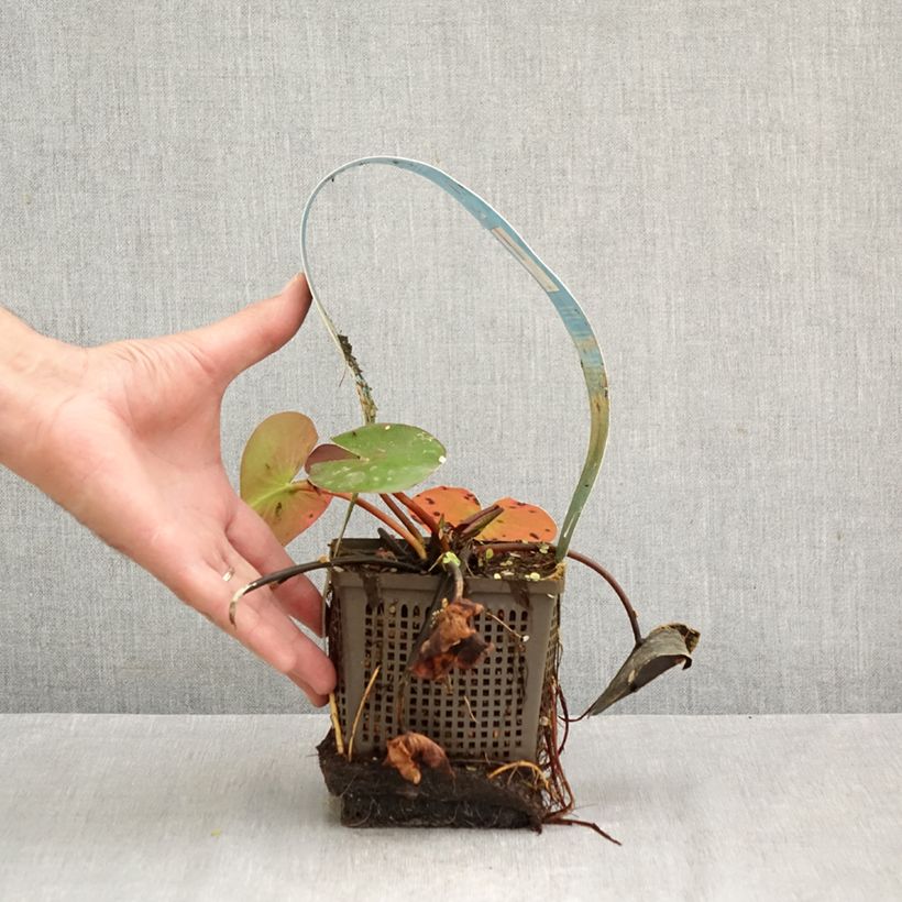 Exemplaar van Nymphaea Hollandia - Waterlelie Pot van 1 l/1,5 l zoals geleverd in de herfst