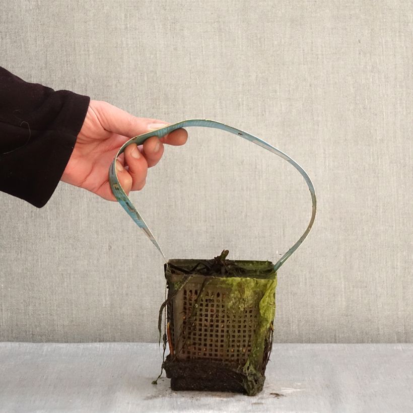 Example of Nymphaea Hollandia - Nénuphar rustique Pot van 1 l/1,5 l as you get in hiver