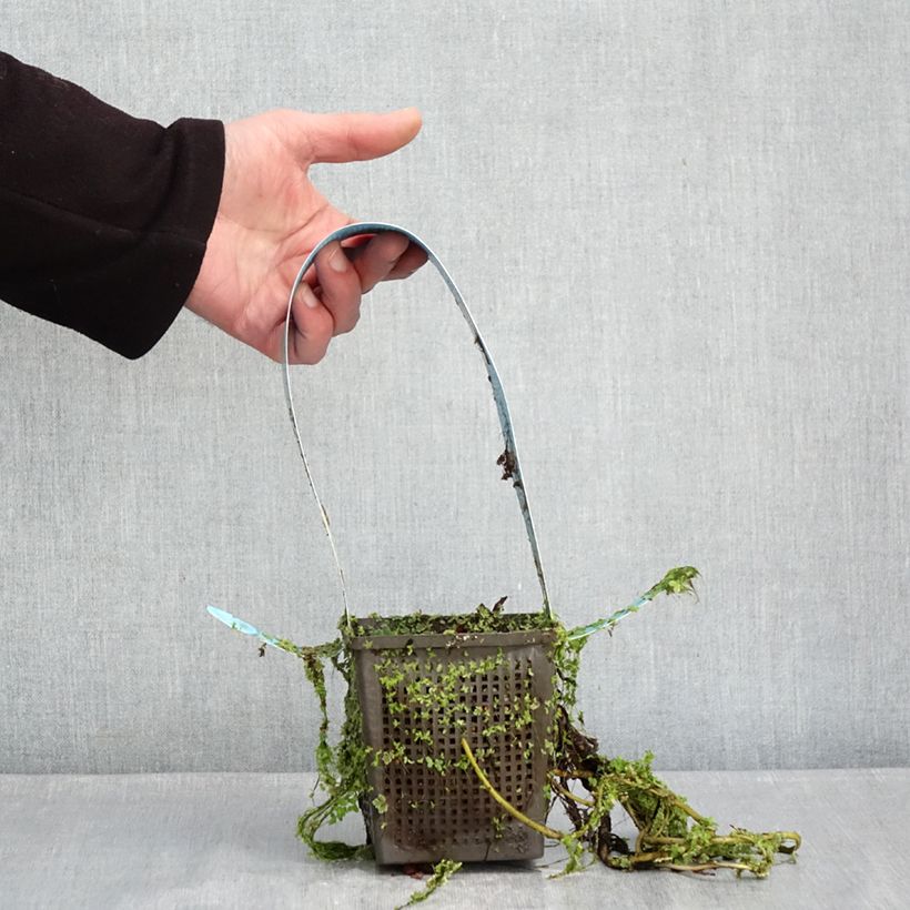 Example of Nymphaea James Brydon - Nénuphar rustique Pot van 1 l/1,5 l as you get in hiver