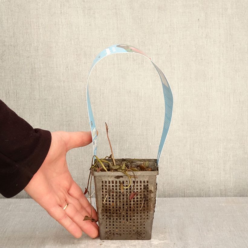 Exemplaar van Nymphaea James Brydon - Waterlelie Pot van 1 l/1,5 l zoals geleverd in de lente