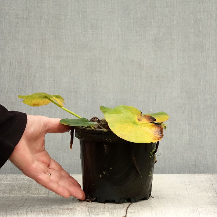Exemplaar van Nymphaea Jean de la Marsalle - Nénuphar rustique rouge rose Pot de 1,5L/2L zoals geleverd in de herfst