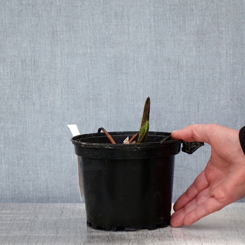 Exemplaar van Nymphaea Jean de la Marsalle - Waterlelie Pot van 1,5 l/2 l zoals geleverd in de lente