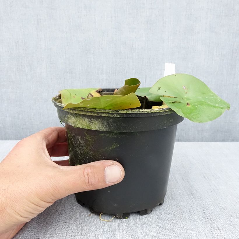 Exemplaar van Nymphaea Jean de la Marsalle - Waterlelie Pot van 1,5 l/2 l zoals geleverd in de zomer