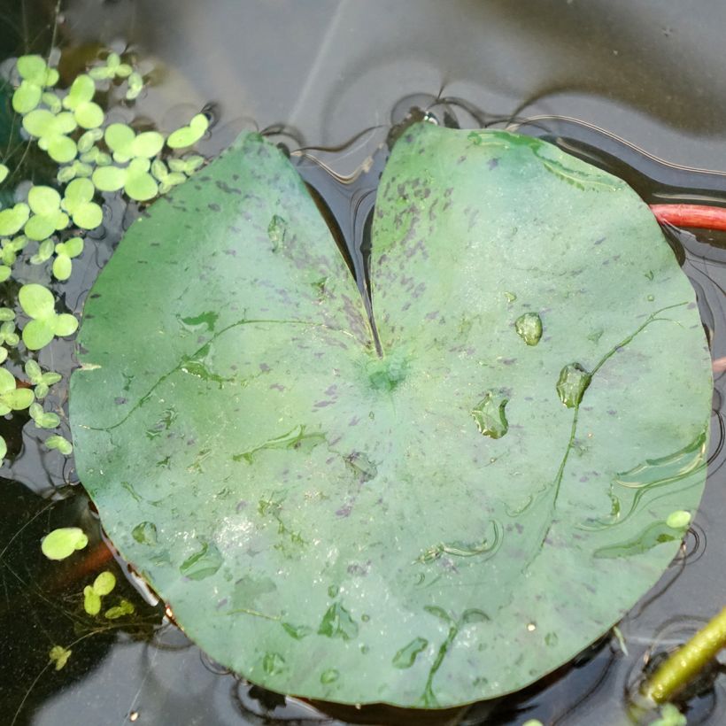 Nymphaea Joey Tomocik - Waterlelie (Blad)