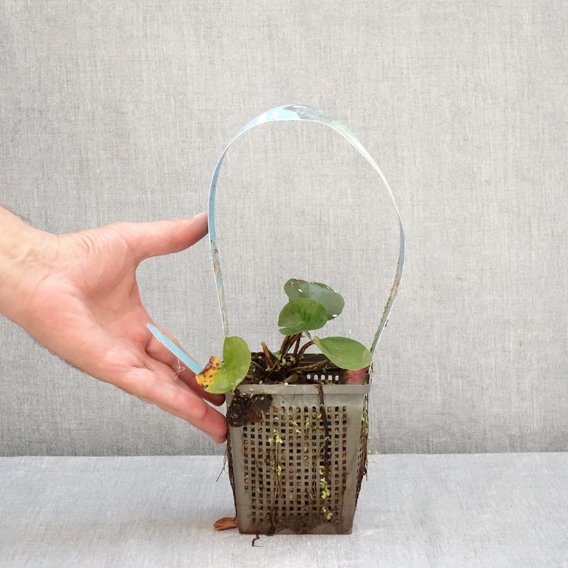 Exemplaar van Nymphaea Joey Tomocik - Waterlelie Pot van 1 l/1,5 l zoals geleverd in de herfst