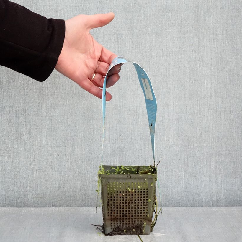 Exemplaar van Nymphaea Joey Tomocik - Waterlelie Pot van 1 l/1,5 l zoals geleverd in de winter