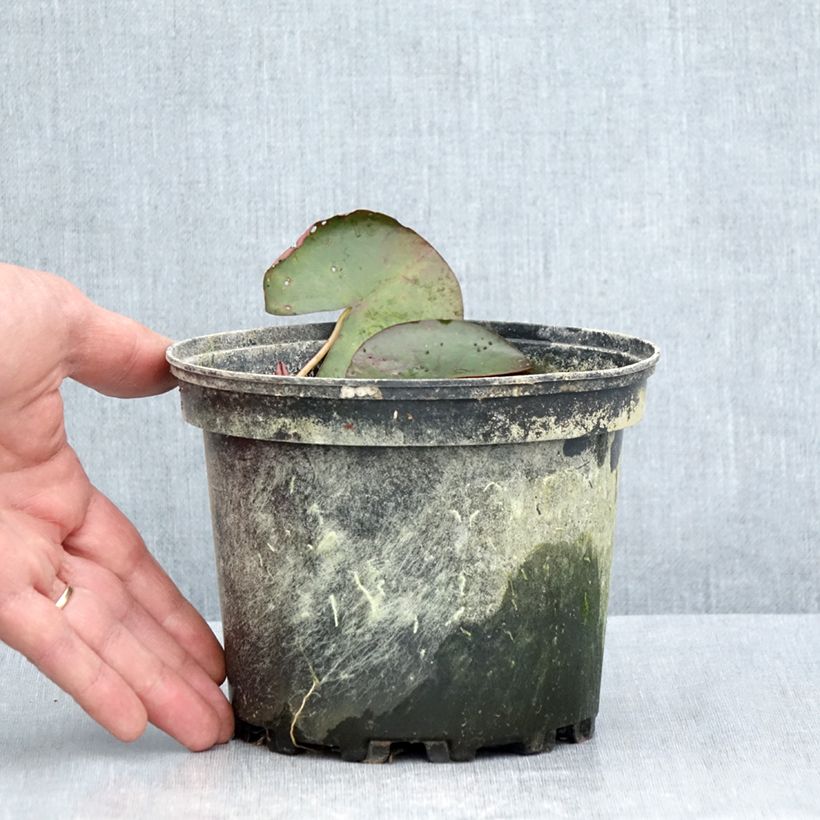 Example of Nymphaea Karleen Harder - Nénuphar rustique orange cuivré Pot van 1,5 l/2 l as you get in ete