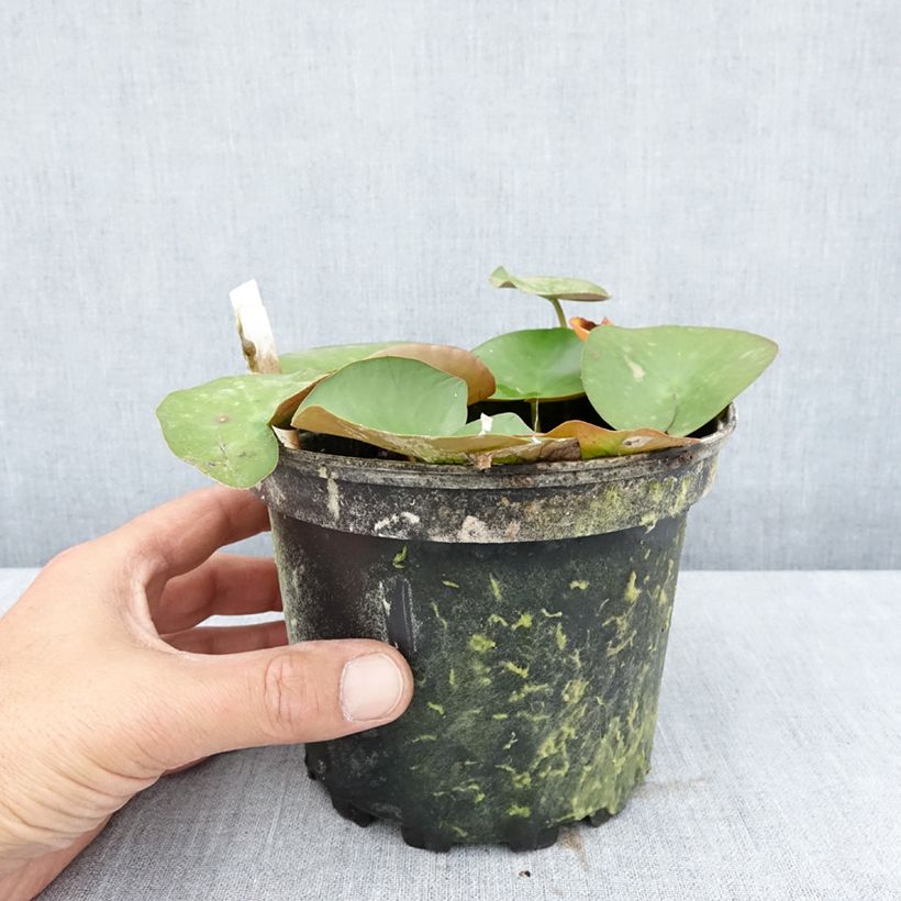 Exemplaar van Nymphaea Lactea - Waterlelie Pot van 1,5 l/2 l zoals geleverd in de zomer