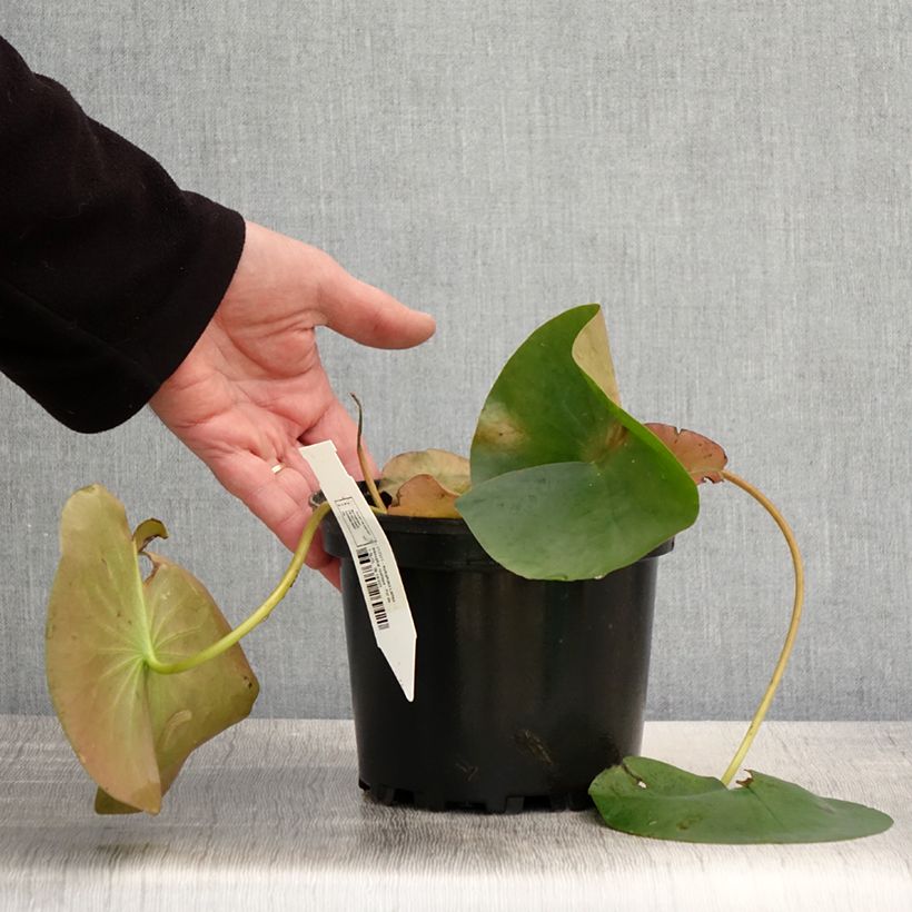 Exemplaar van Nymphaea Lactea - Waterlelie Pot van 1,5 l/2 l zoals geleverd in de lente