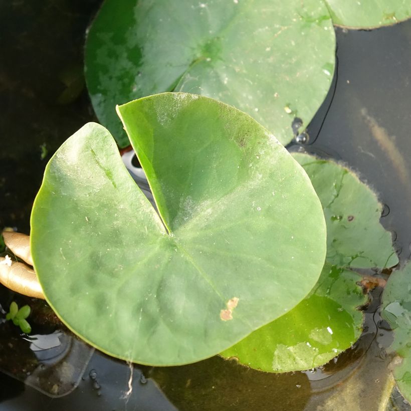 Nymphaea Laydekeri Liliacea - Waterlelie (Blad)