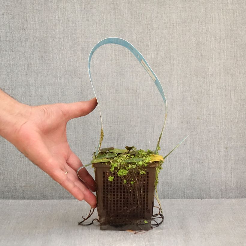 Exemplaar van Nymphaea Laydekeri Liliacea - Waterlelie Pot van 1 l/1,5 l zoals geleverd in de herfst