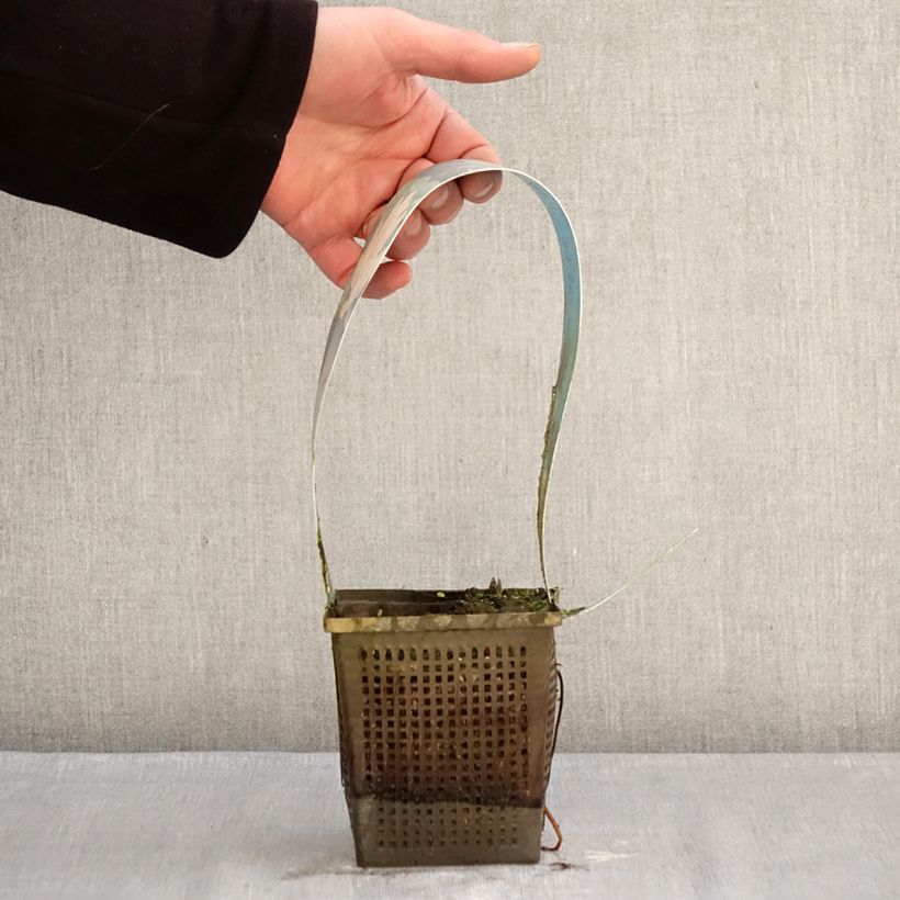 Example of Nymphaea Laydekeri Liliacea - Nénuphar rustique Pot van 1 l/1,5 l as you get in hiver