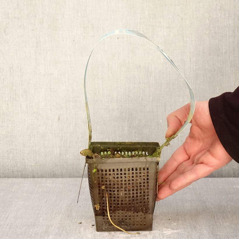 Exemplaar van Nymphaea Laydekeri Liliacea - Waterlelie Pot van 1 l/1,5 l zoals geleverd in de lente