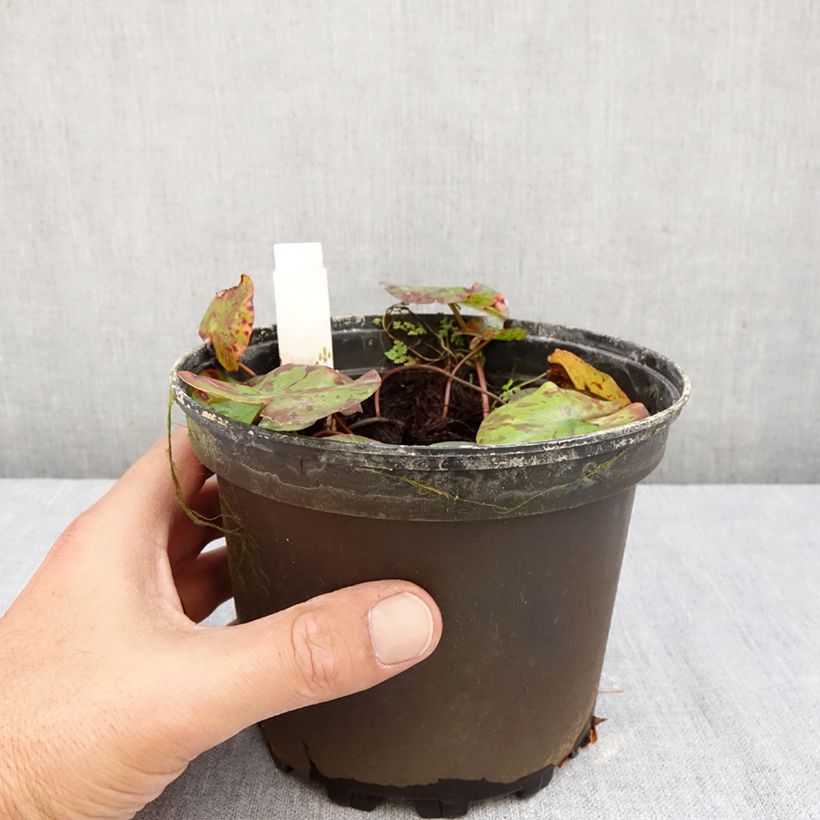 Exemplaar van Nymphaea Lemon Chiffon - Waterlelie Pot van 1,5 l/2 l zoals geleverd in de herfst