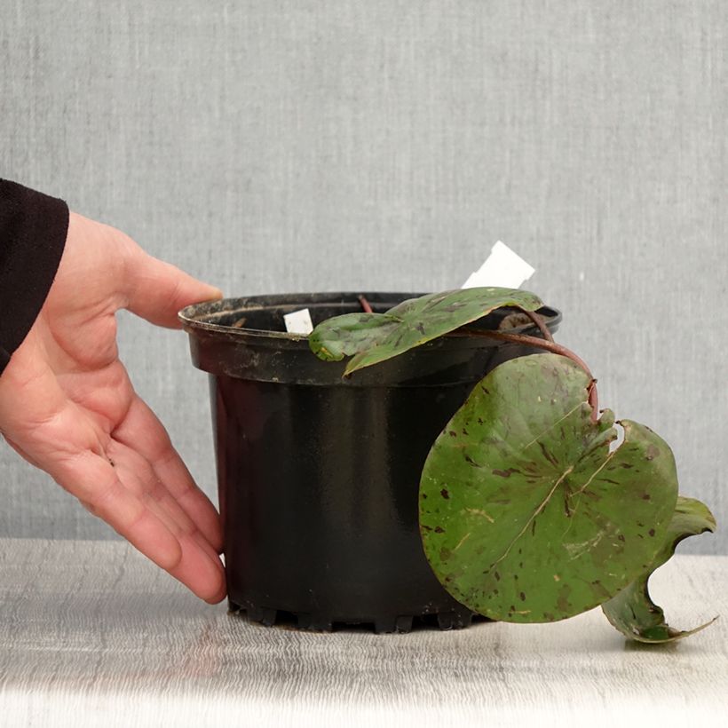 Exemplaar van Nymphaea Lemon Chiffon - Waterlelie Pot van 1,5 l/2 l zoals geleverd in de lente