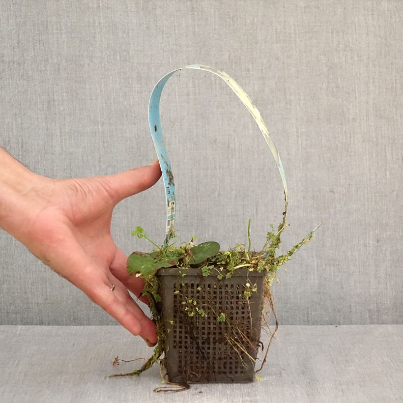 Exemplaar van Nymphaea Lemon Mist - Waterlelie Pot van 1 l/1,5 l zoals geleverd in de lente