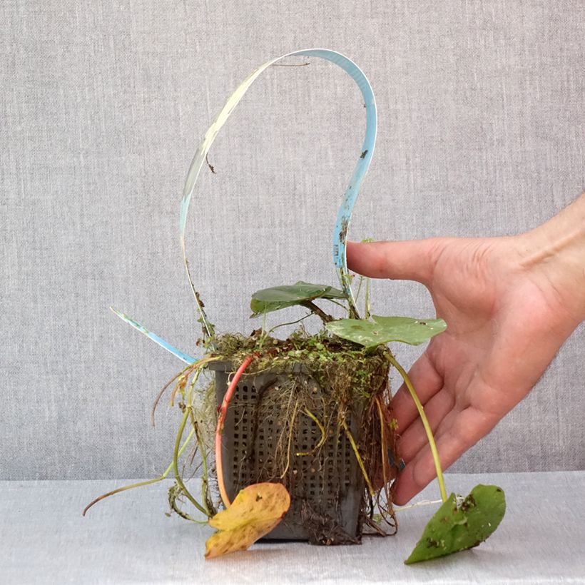 Exemplaar van Nymphaea Lemon Mist - Waterlelie Pot van 1 l/1,5 l zoals geleverd in de zomer