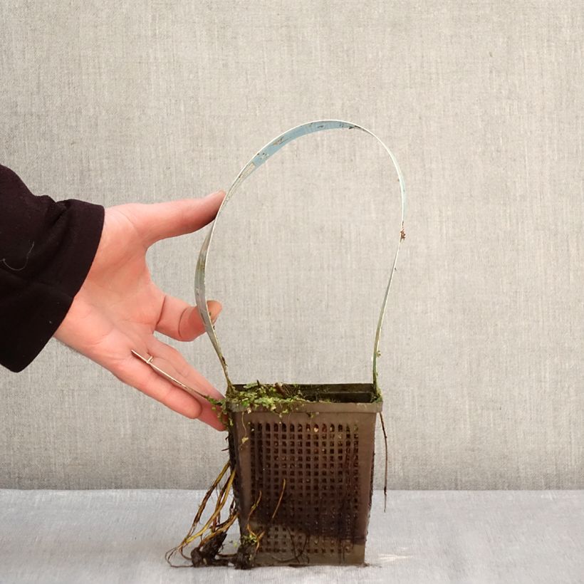 Example of Nymphaea Lemon Mist - Nénuphar rustique jaune citron Pot van 1 l/1,5 l as you get in hiver