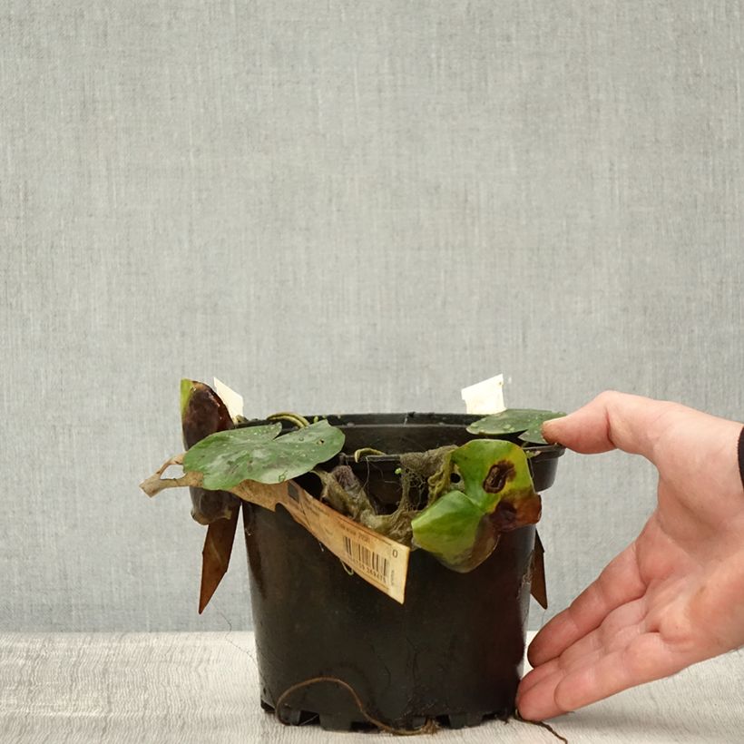 Exemplaar van Nymphaea Lily Pons - Waterlelie Pot van 1,5 l/2 l zoals geleverd in de herfst