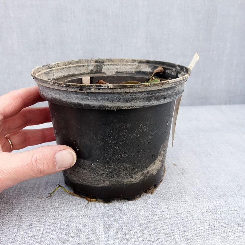 Example of Nymphaea Lily Pons - Nénuphar rustique rose Pot van 1,5 l/2 l as you get in hiver