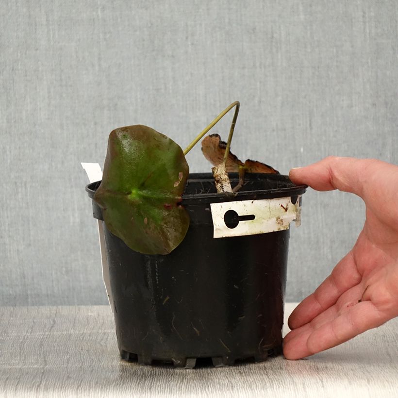 Exemplaar van Nymphaea Lily Pons - Waterlelie Pot van 1,5 l/2 l zoals geleverd in de lente