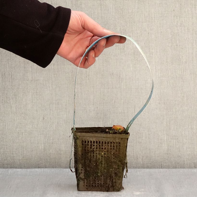 Example of Nymphaea Madame Wilfron Gonnère - Nénuphar rustique Pot van 1 l/1,5 l as you get in hiver