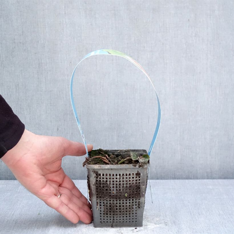 Exemplaar van Nymphaea Madame Wilfron Gonnère - Waterlelie Pot van 1 l/1,5 l zoals geleverd in de lente