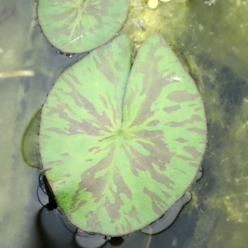 Nymphaea Marian Strawn - Waterlelie (Blad)