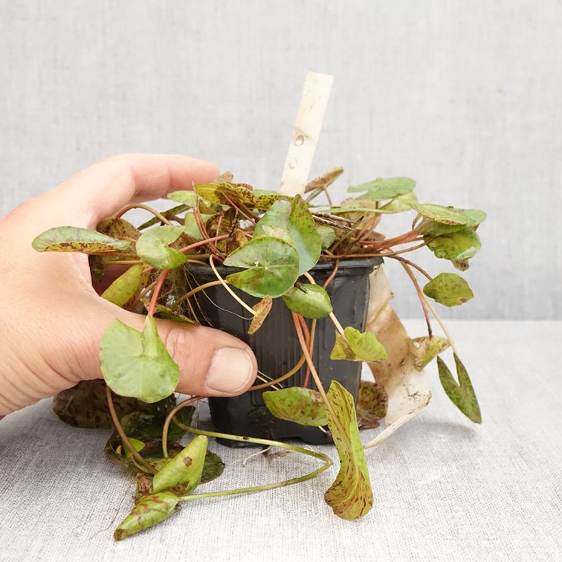 Exemplaar van Nymphaea Marian Strawn - Waterlelie Pot van 1,5 l/2 l zoals geleverd in de herfst