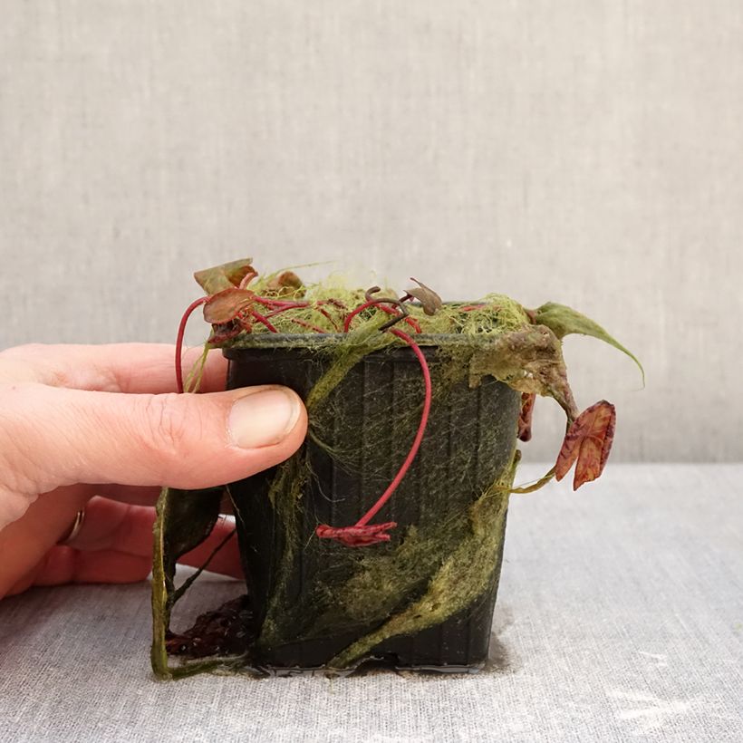 Example of Nymphaea Marian Strawn - Nénuphar tropical blanc Pot van 1,5 l/2 l as you get in hiver