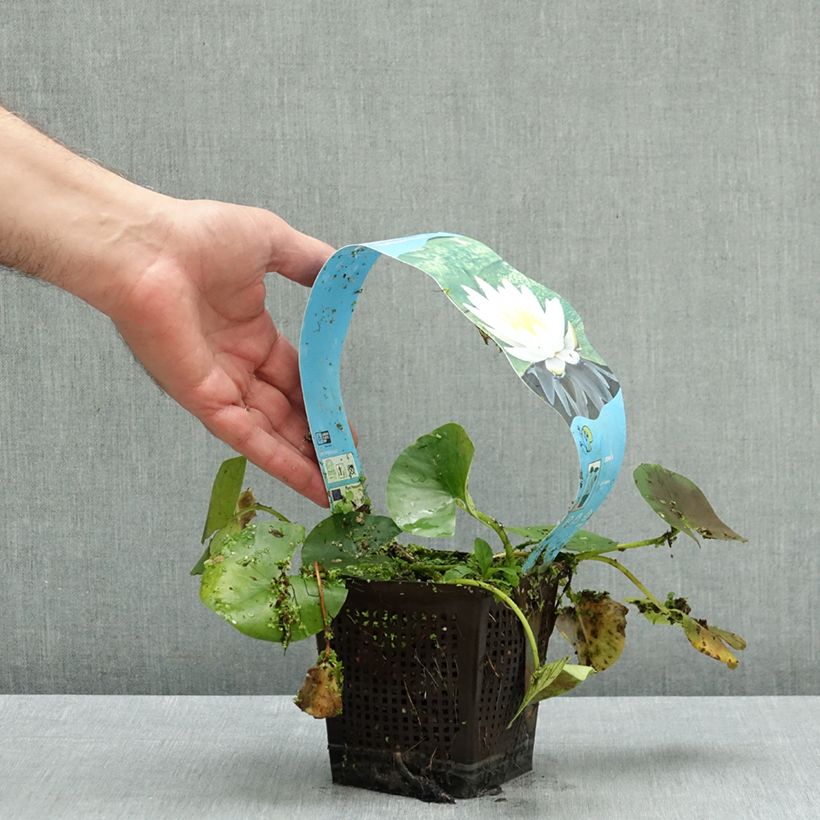Exemplaar van Nymphaea Marliacea Albida - Waterlelie Pot van 1 l/1,5 l zoals geleverd in de herfst