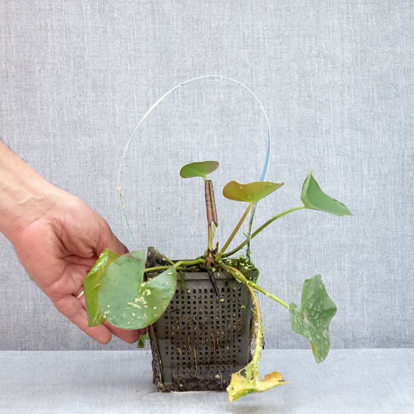 Exemplaar van Nymphaea Marliacea Albida - Waterlelie Pot van 1 l/1,5 l zoals geleverd in de zomer