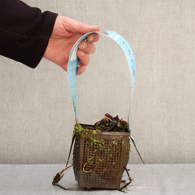 Example of Nymphaea Marliacea Carnea - Nénuphar rustique Pot van 1 l/1,5 l as you get in hiver