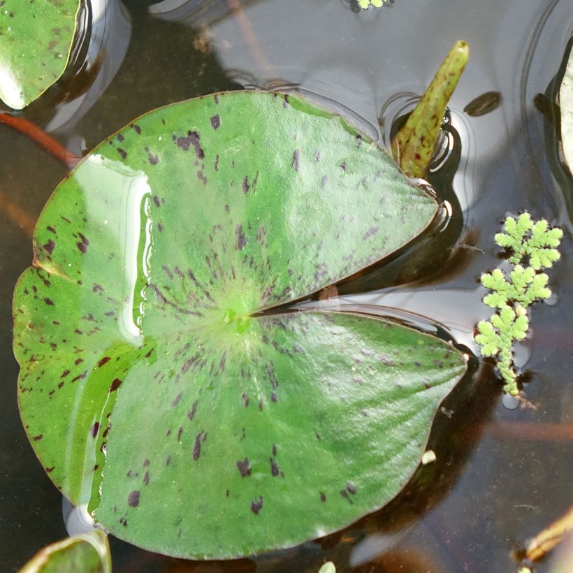 Nymphaea Marliacea Chromatella - Waterlelie (Blad)