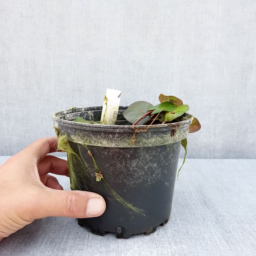 Exemplaar van Nymphaea Marliacea Ignea - Waterlelie Pot van 1,5 l/2 l zoals geleverd in de zomer