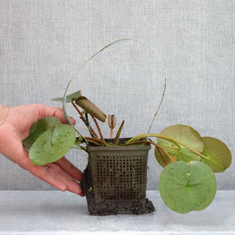 Exemplaar van Nymphaea Marliacea Rubra Punctata - Waterlelie Pot van 1 l/1,5 l zoals geleverd in de zomer