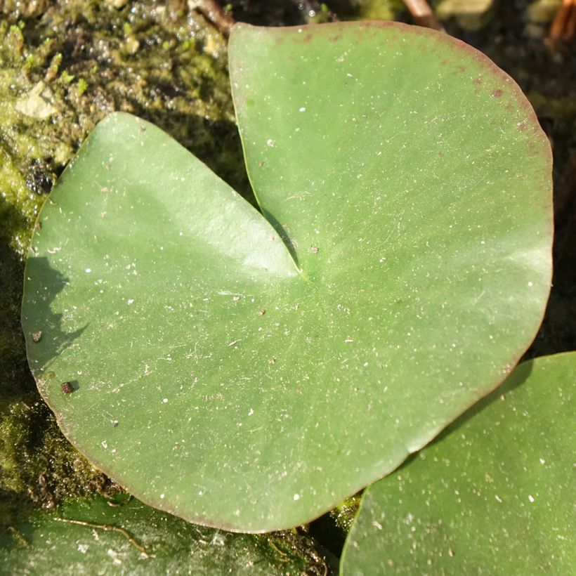 Nymphaea Mayla - Waterlelie (Blad)