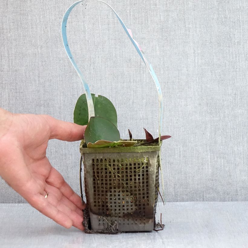 Exemplaar van Nymphaea Mayla - Waterlelie Pot van 1 l/1,5 l zoals geleverd in de zomer