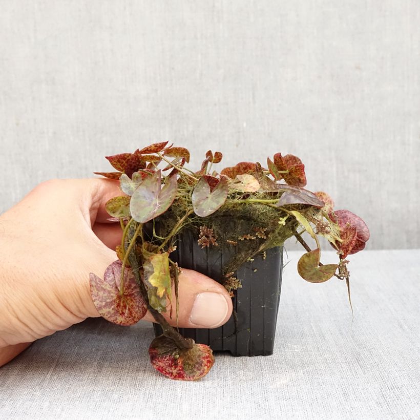 Example of Nymphaea Miami Rose - Nénuphar tropical Pot van 1,5 l/2 l as you get in automne