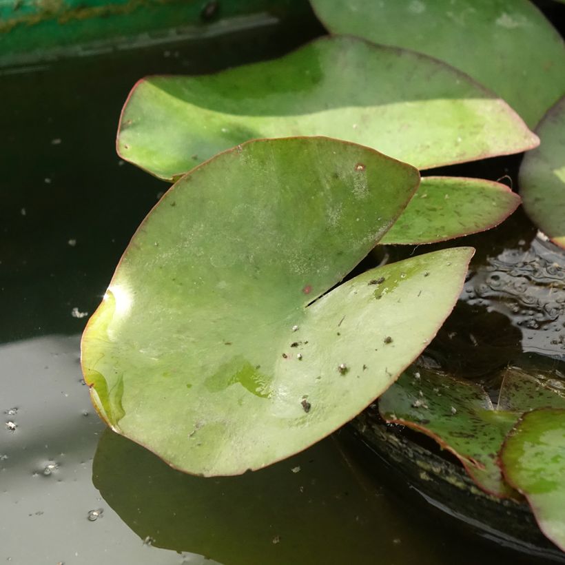 Nymphaea Moorei - Waterlelie (Blad)