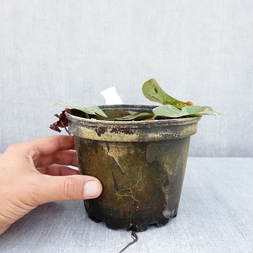 Exemplaar van Nymphaea Moorei - Waterlelie Pot van 1,5 l/2 l zoals geleverd in de zomer