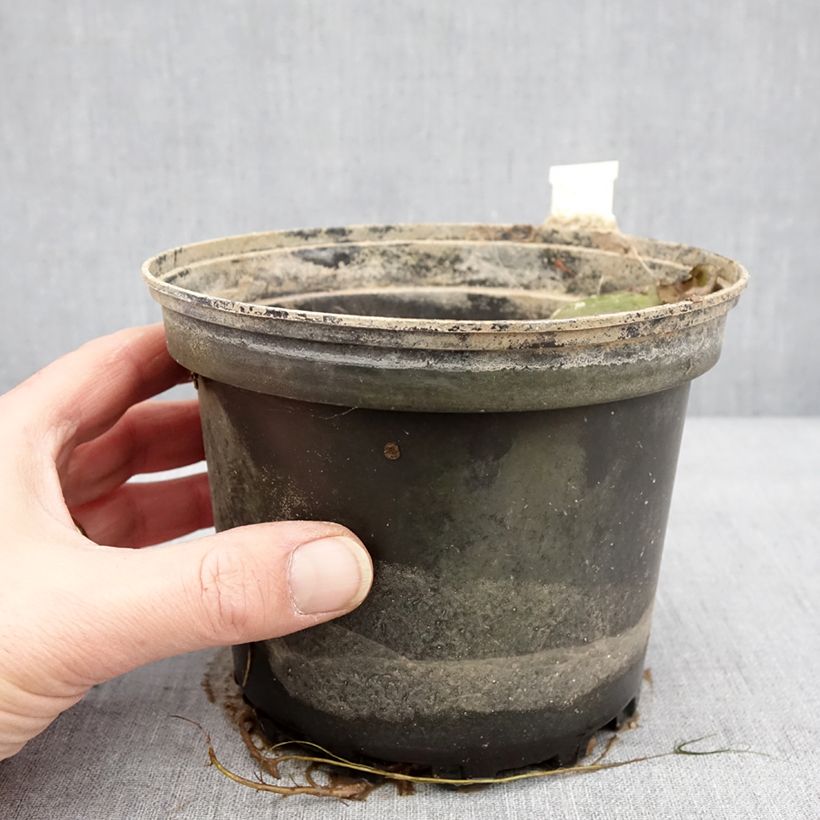 Example of Nymphaea Moorei - Nénuphar rustique jaune pâle Pot van 1,5 l/2 l as you get in hiver