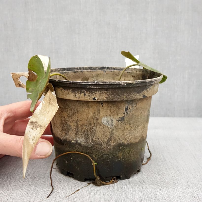 Example of Nymphaea Newton - Nénuphar rustique rose Pot van 1,5 l/2 l as you get in hiver