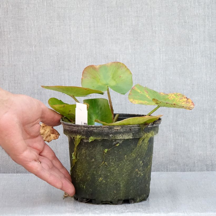 Exemplaar van Nymphaea Newton - Waterlelie Pot van 1,5 l/2 l zoals geleverd in de zomer