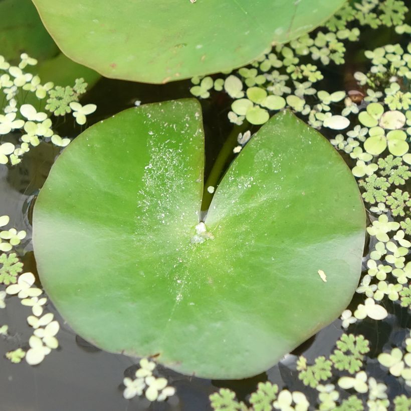 Nymphaea odorata Alba - Welriekende waterlelie (Blad)