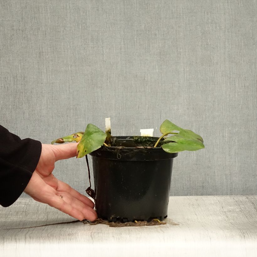 Exemplaar van Nymphaea odorata Odorata Suavissima - Waterlelie Pot van 1,5 l/2 l zoals geleverd in de herfst
