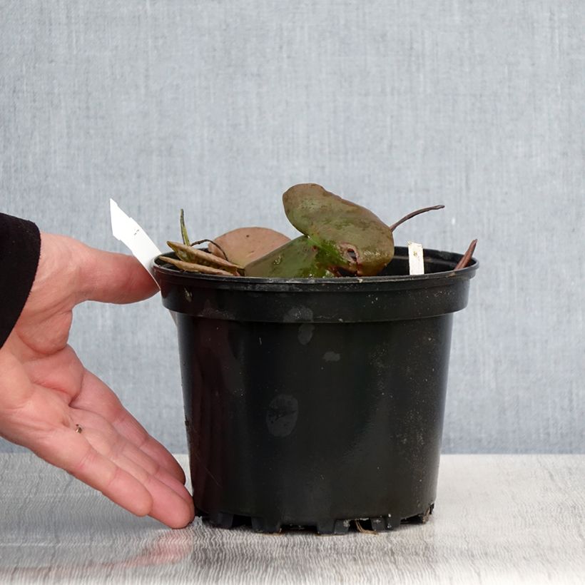 Exemplaar van Nymphaea odorata Odorata Suavissima - Waterlelie Pot van 1,5 l/2 l zoals geleverd in de lente