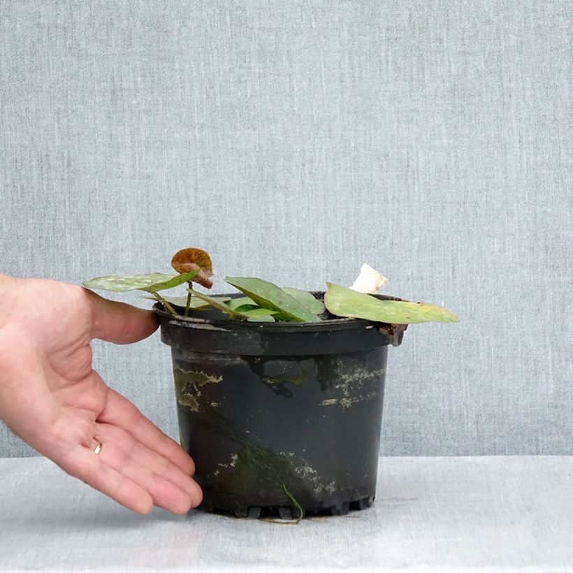 Exemplaar van Nymphaea odorata Sulphurea Grandiflora - Waterlelie Pot van 1,5 l/2 l zoals geleverd in de zomer